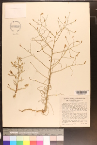 Stephanomeria exigua image