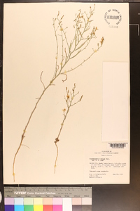 Stephanomeria exigua image