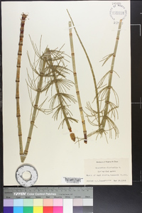 Equisetum fluviatile image