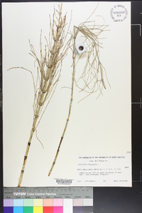 Equisetum fluviatile image