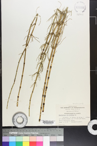 Equisetum fluviatile image