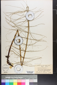 Equisetum fluviatile image