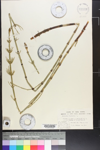 Equisetum fluviatile image