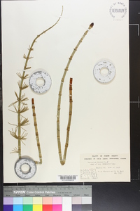 Equisetum fluviatile image