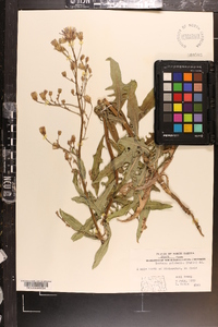 Lactuca tatarica var. pulchella image