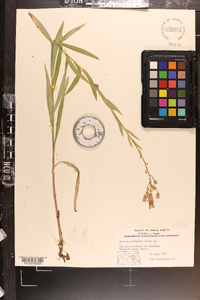 Lactuca tatarica var. pulchella image