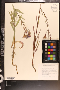 Lactuca tatarica var. pulchella image