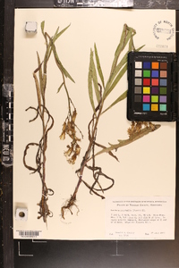 Lactuca tatarica var. pulchella image