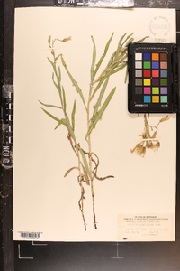 Lactuca tatarica var. pulchella image