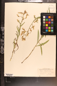 Lactuca tatarica var. pulchella image