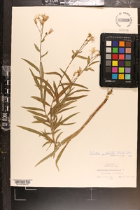 Lactuca tatarica var. pulchella image