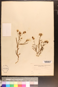 Stephanomeria lactucina image