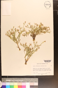 Stephanomeria runcinata image