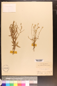 Stephanomeria runcinata image