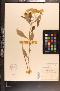 Oclemena acuminata image