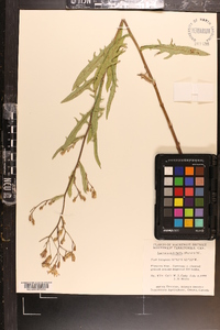 Lactuca tatarica var. pulchella image