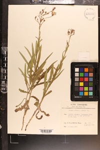 Lactuca tatarica var. pulchella image