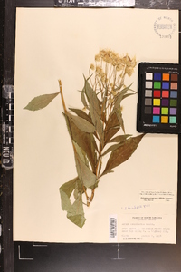 Oclemena acuminata image