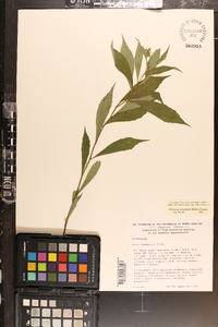 Oclemena acuminata image