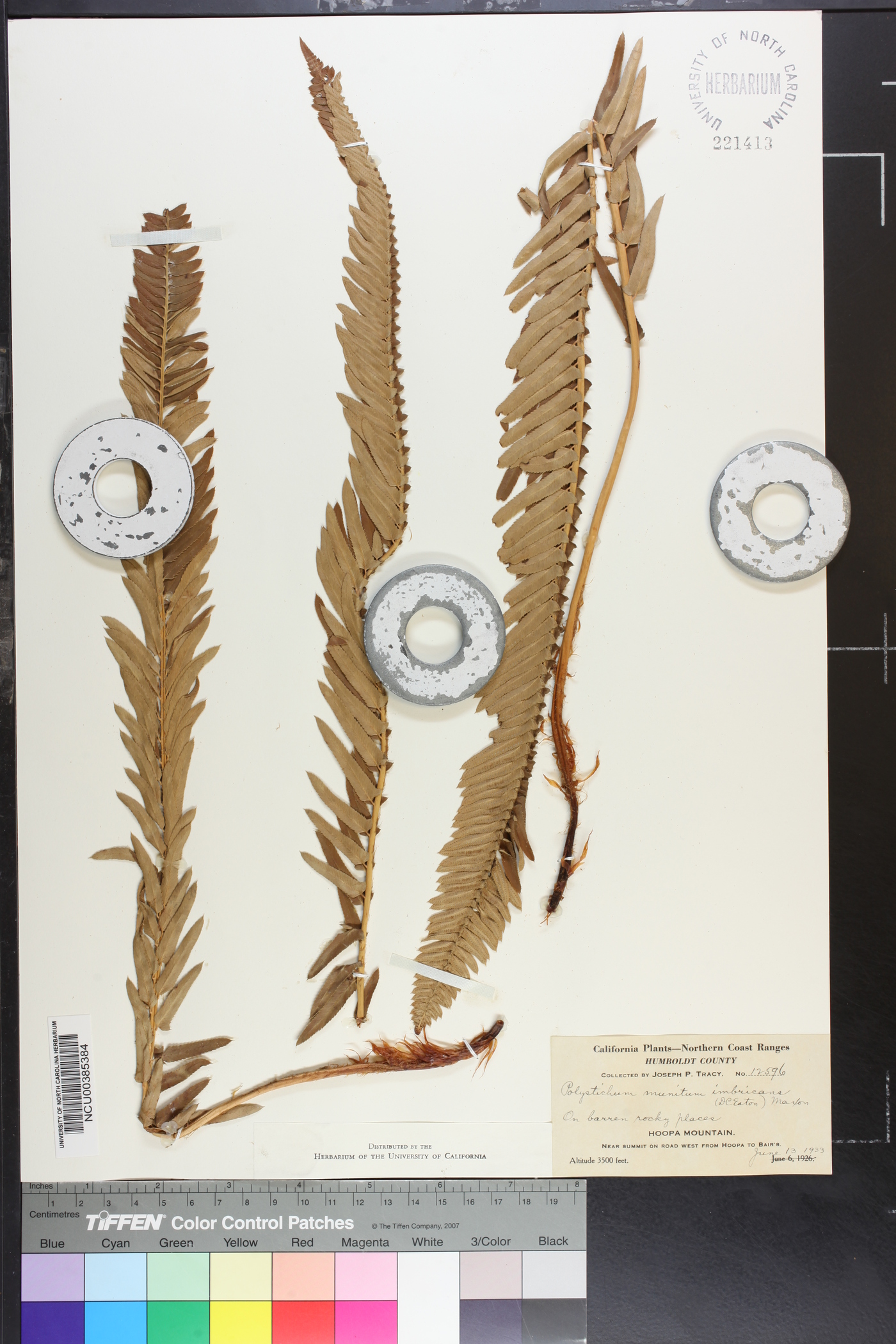 Polystichum munitum var. imbricans image