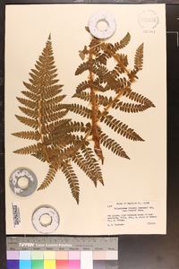 Polystichum braunii var. purshii image