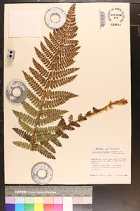 Polystichum braunii image