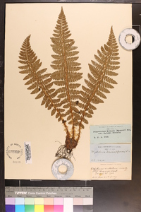 Polystichum braunii var. purshii image