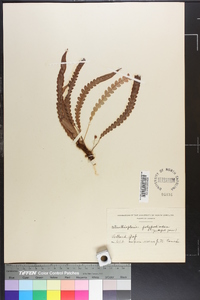 Struthiopteris polypodioides image