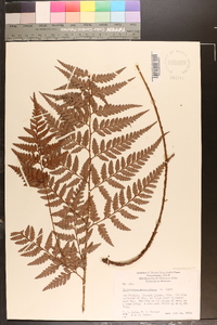 Polystichum adiantiforme image