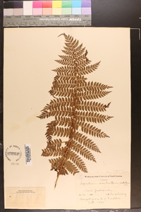 Polystichum muricatum image