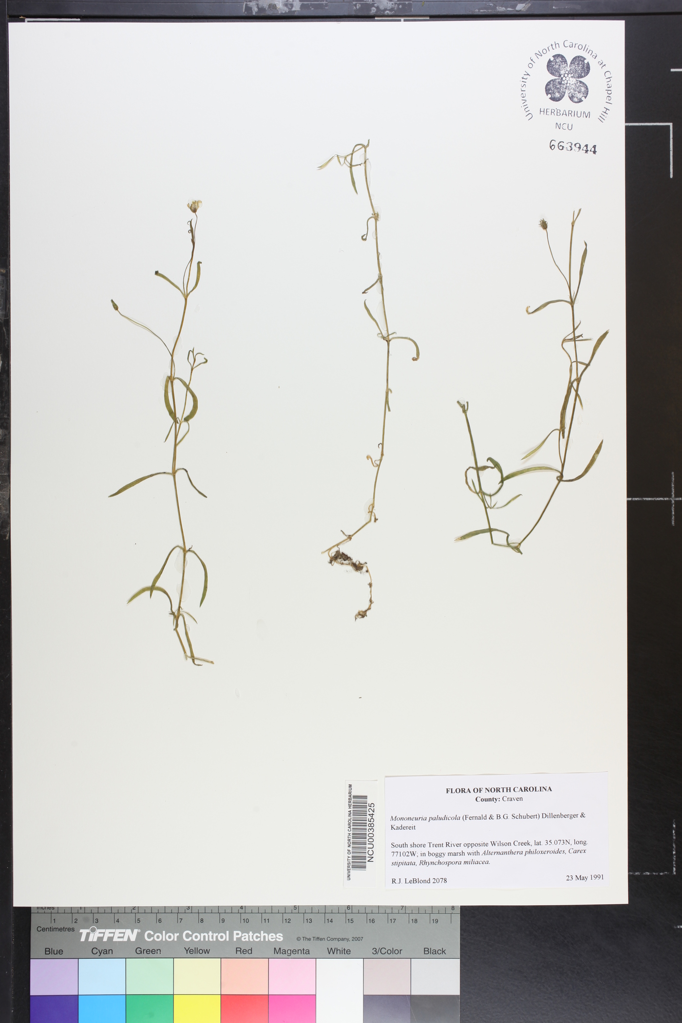 Mononeuria paludicola image