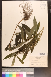 Solidago curtisii image