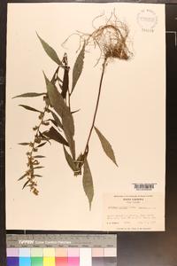 Solidago curtisii image