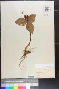 Trillium sessile image