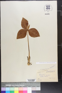 Trillium sessile image