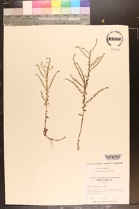 Symphyotrichum walteri image