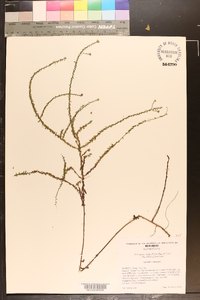 Symphyotrichum walteri image
