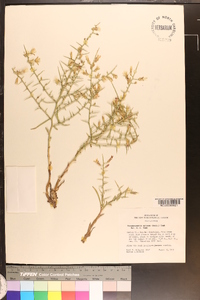 Pleiacanthus spinosus image