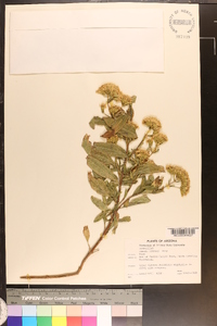 Stevia hispidula image