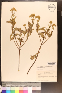 Stevia hispidula image