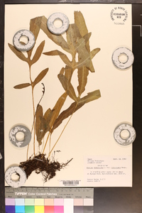 Onoclea sensibilis var. interrupta image