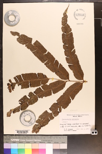 Phanerophlebia macrosora image