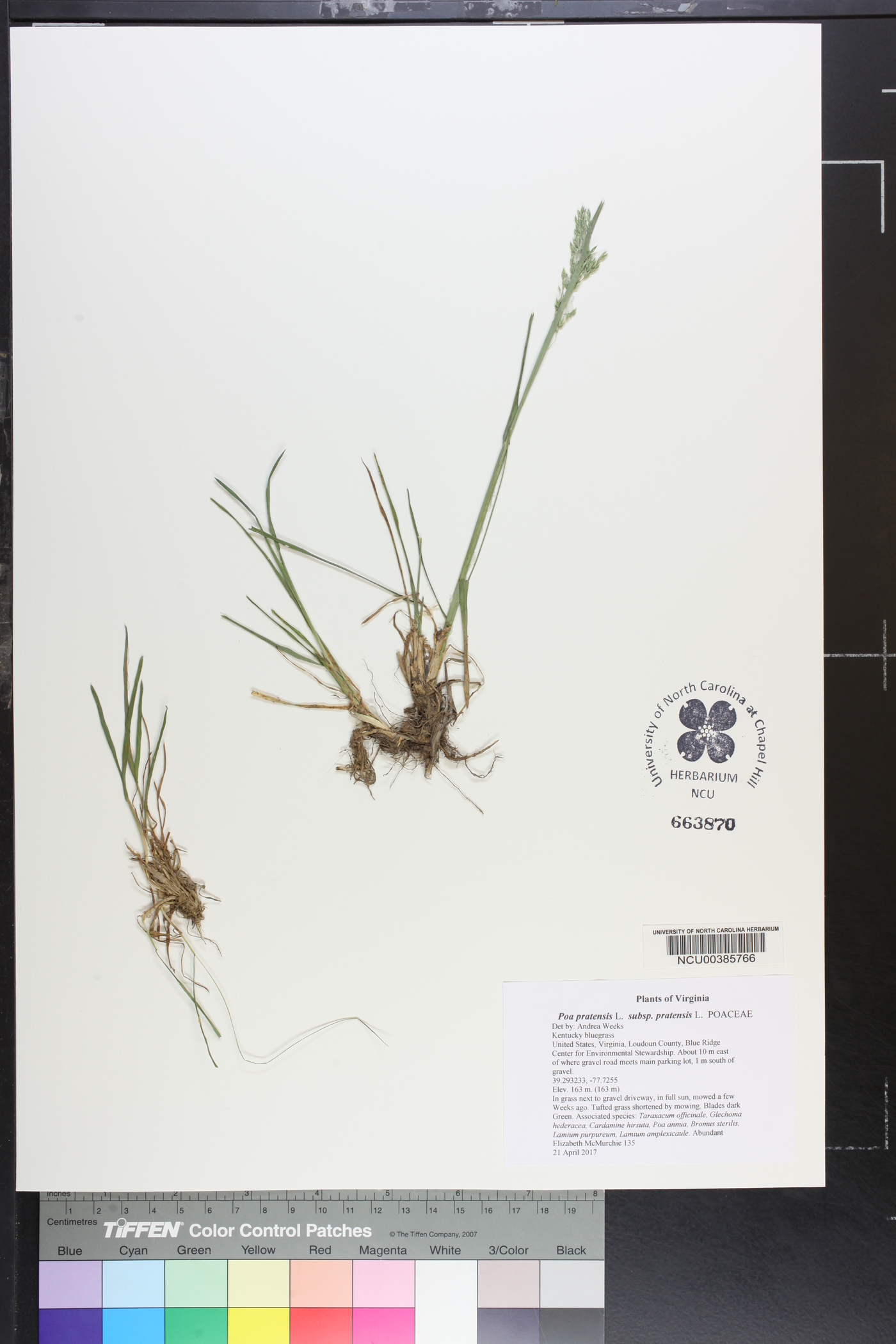 Poa pratensis var. pratensis image