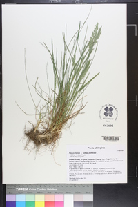 Poa pratensis var. pratensis image