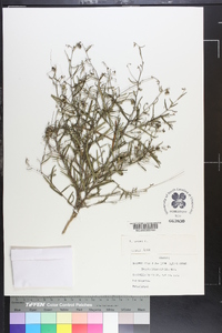 Tragia linearifolia image