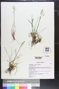 Poa pratensis subsp. pratensis image