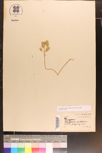 Lepidium apetalum image