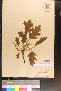 Quercus shumardii image