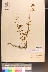 Rhexia virginica image