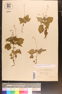 Circaea alpina image